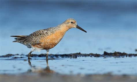 Meet the Red Knot - eBird Pacific Northwest