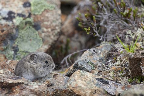 A Baby Collared Pika Photograph by Tim Grams - Fine Art America