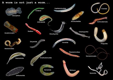 HERE IS A GREAT IMAGE OF WORMS- BOOK ANIMAL EARTH: BY ROSS PIPER Image ...