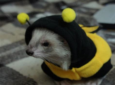 Amazing costume for a ferret - bees. ferret costume, ferret clothes ...