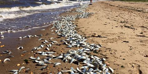 Fish kill on Waackaack Creek, Keansburg