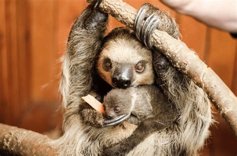 Surprise Baby Sloth Born At Texas Zoo - Simplemost