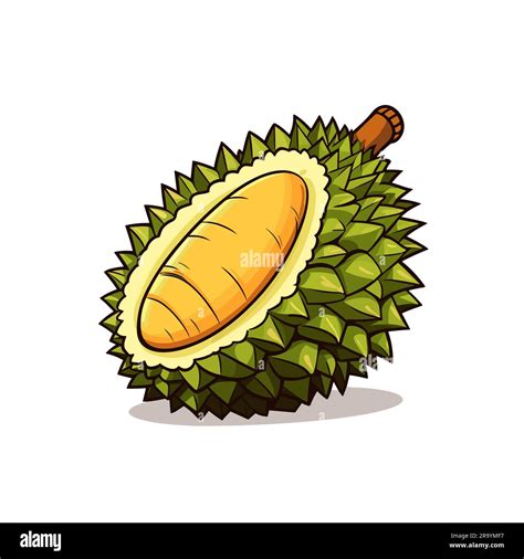 Durian. Durian hand-drawn illustration. Vector doodle style cartoon ...