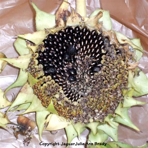 Julie Ann Brady : Blog On: Harvesting Sunflower Seeds from the Heads