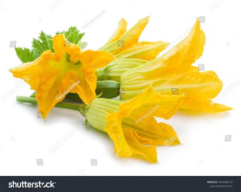 26,629 Zucchini Flowers Images, Stock Photos & Vectors | Shutterstock