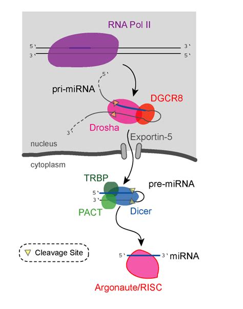 Micrornas; miRNA; RNA, Small Temporal; Small Temporal RNA; stRNA