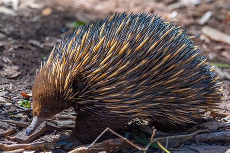 17 Echidna Facts for Kids - Brisbane Kids