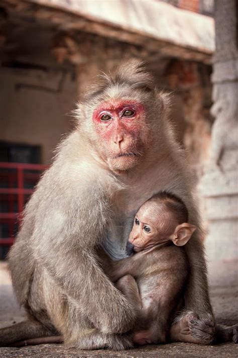 Bonnet Macaque And Baby Photograph by Paul Williams - Fine Art America