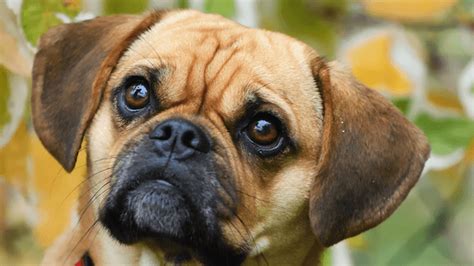 Puggle Owner's Guide: The Action-Packed Pug Beagle Cross Breed | All ...