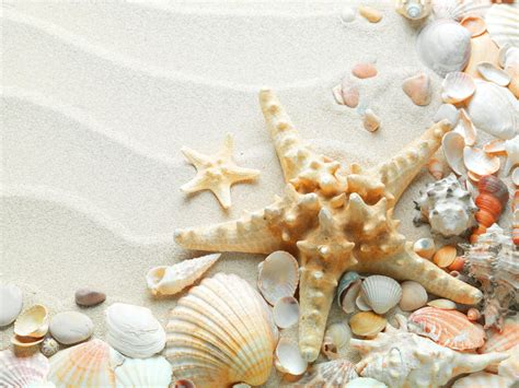 🔥 [40+] Beach and Starfish Wallpapers | WallpaperSafari