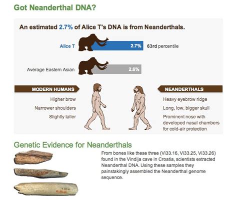 How Neanderthal Are You? Your DNA Has the Answer - Seeker