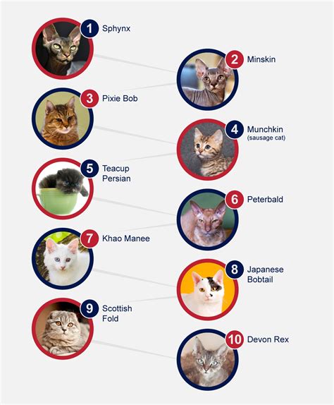 Unusual Breeds Of Cats - PetlifeSA