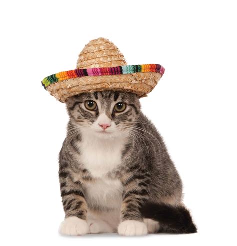 Straw Sombrero Cat Hat - Pet Costume Center