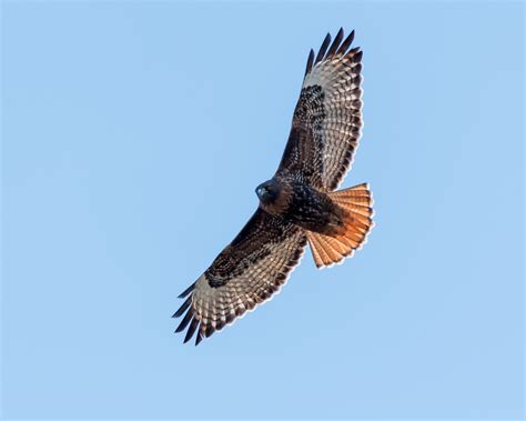 Meet the Red-tailed Hawk — Sacramento Audubon Society