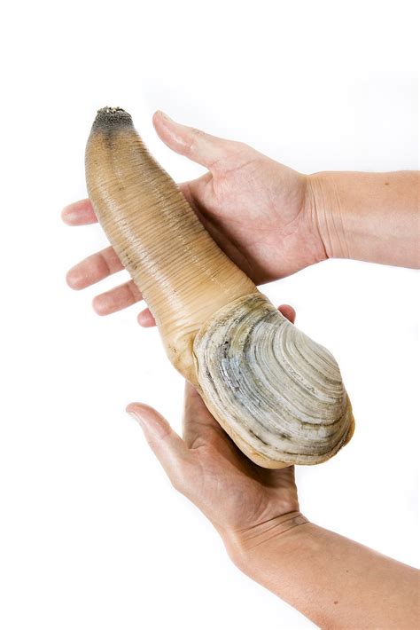 Geoduck - Wikipedia