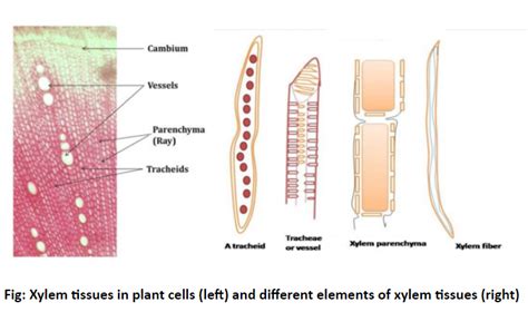 Xylem Cell