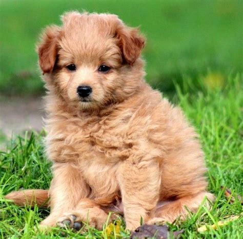 Pomeranian Poodle Mix Puppies For Sale - Pets Lovers