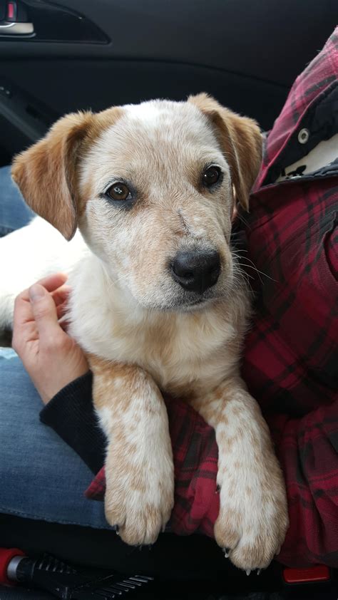 Australian Cattle dog x border collie mix puppy he comes home on friday ...