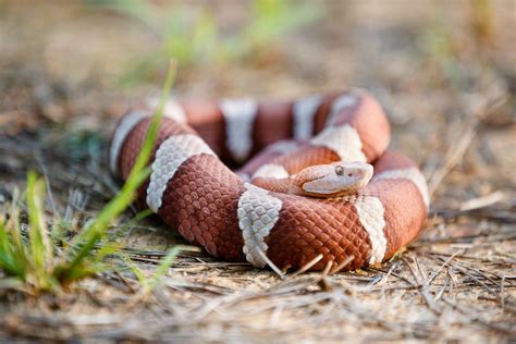 Transpecos copperhead | Beautiful snakes, Ball python morphs, Snake venom