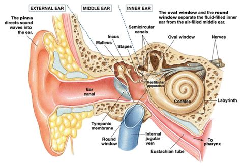 Middle Ear Anatomy, Inner Ear Anatomy, Human Ear Anatomy, Human Anatomy ...