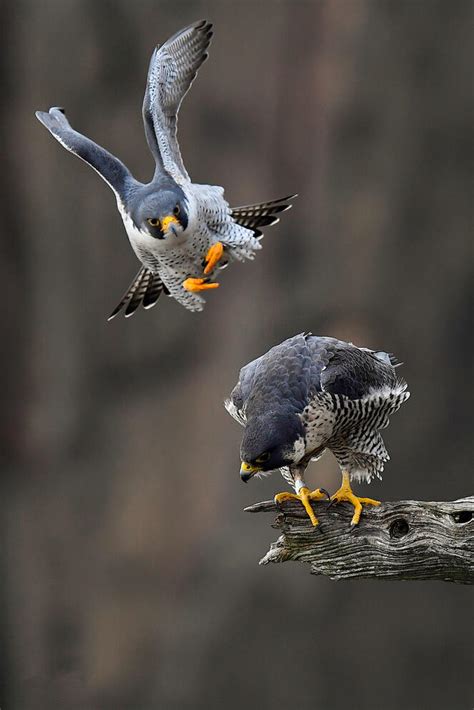 Making Sense of the Peregrine Falcon’s Variable Migration Patterns ...