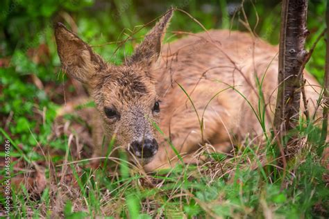 cute baby deer hidden in tall grass close up Stock Photo | Adobe Stock