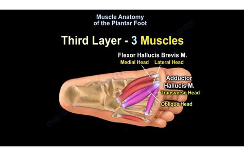 Plantar Foot Anatomy External