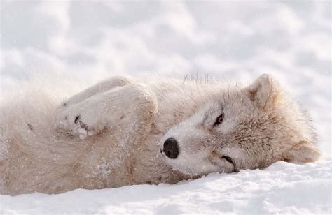 Arctic wolf pup in winter during snowfall looking as cute as can be ...