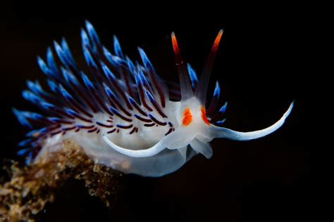 Stunning Photos Of Tropical Sea Creatures Will Make You Rethink How You ...