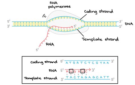 10. The central dogma of molecular biology states that the flow of ...