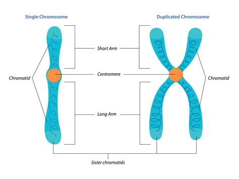 Chromosome Duplication