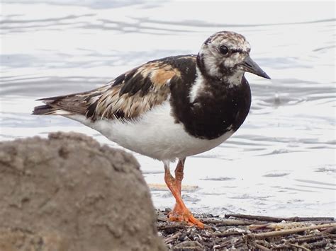 Ruddy Turnstone | Idaho Birds