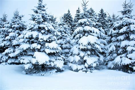 Snow Covered Pine Trees - Krysfill Myyearin