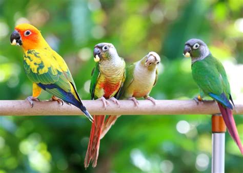 Conure Birds - A Comprehensive Guide to Conure's Diverse Group