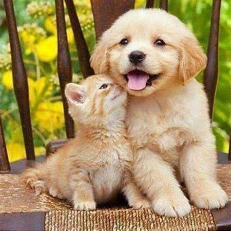 Kat en hond | Cute puppies and kittens, Cute animals, Cute dogs