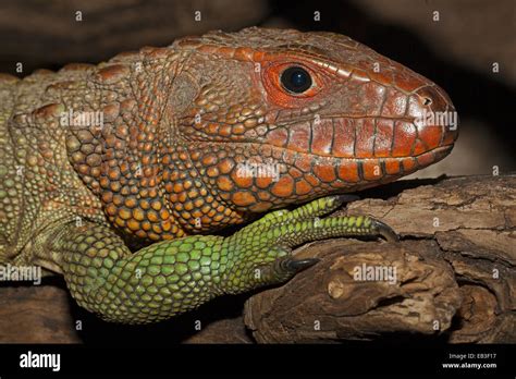 Caiman Lizard Stock Photo - Alamy