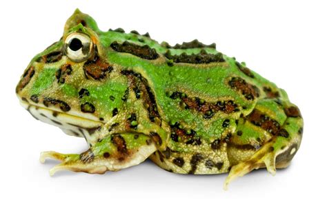 Green Pac-Man Frog - Ceratophrys cranwelli (Captive Bred CBP)