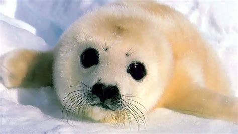 Baby Seal Wallpaper - WallpaperSafari