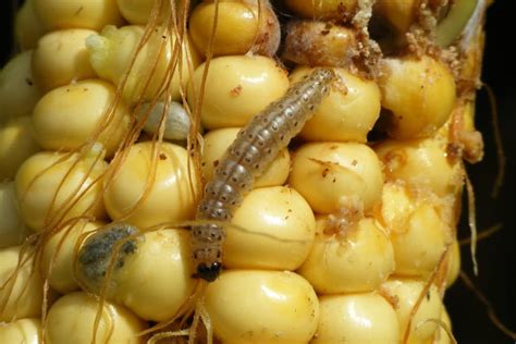 European Corn Borer » Tips on Identification & Control