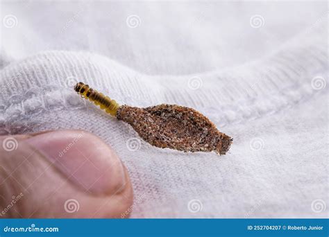 Wall Moth Larvae, Found Crawling Up Walls or Clothing, Inside a Small ...