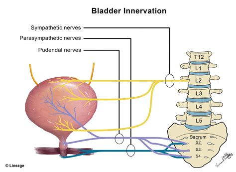 Learn why your urinary incontinence is still not fixed.