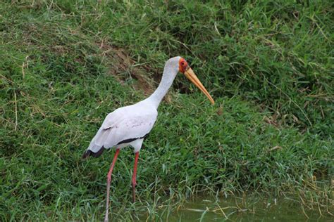 Uganda’s 10 best birding spots - Africa Geographic