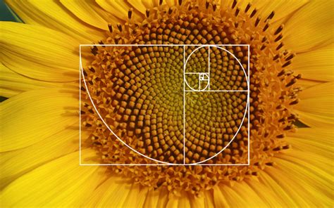 Golden Ratio In Nature