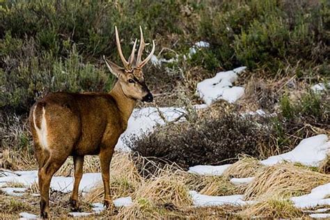 Bosque de coníferas: qué es, características, flora, fauna, clima