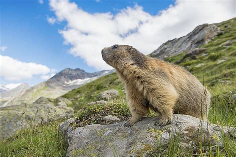 Animals Found in Switzerland - WorldAtlas