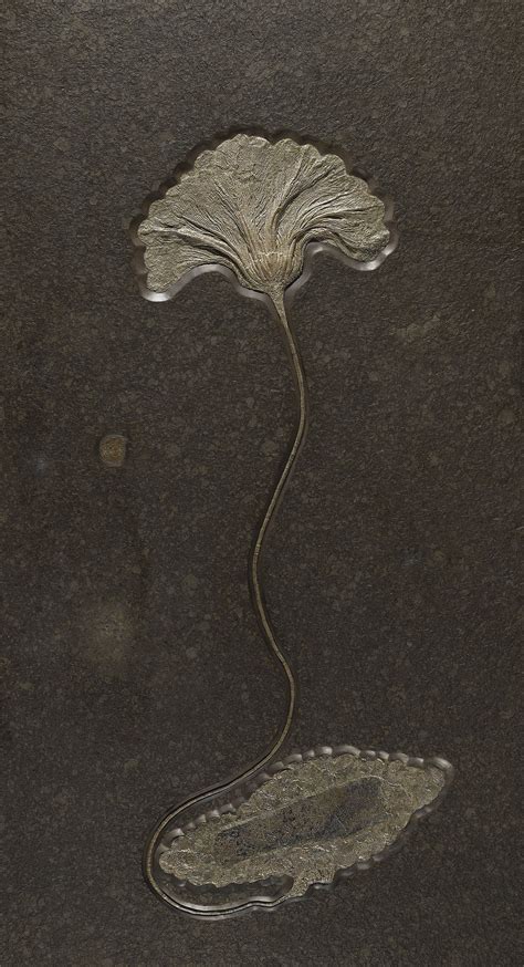 SEA LILY FOSSIL (SEIROCRINUS SUBANGULARIS, CRINOIDEA FAMILY), LOWER ...