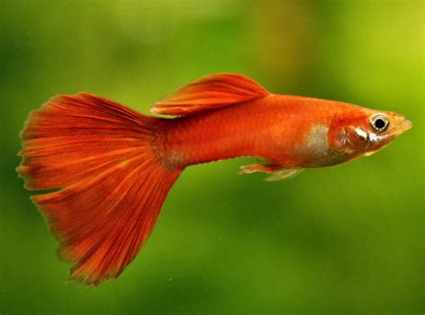 Blok888: Top 10 Most Beautiful Freshwater Fish in the world 2