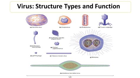 Virus: Structure, Types and Function - Microbiology Notes