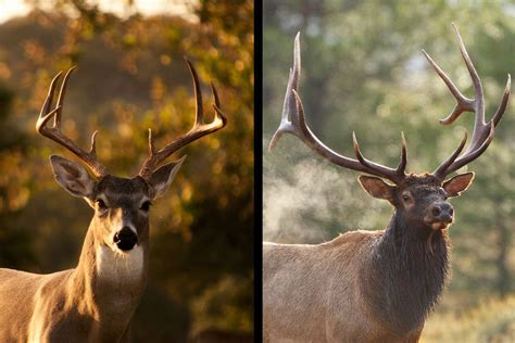 Elk vs. Deer Comparison: Size, Habitat, Meat & Main Differences