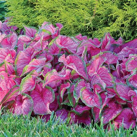 Sweetheart Caladium 3 Bulbs - Pink & Green Foliage | Longfield gardens ...